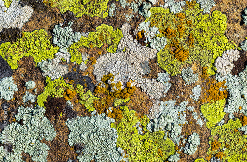 Color lichen on stone top view