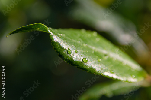 dew on the grass. water drops on green leaf