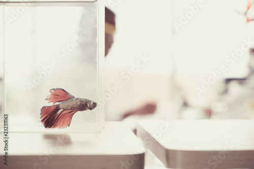 Blurred of red siamese fighting fish in the glass tank with the background of scientist. Soft day light and vintage