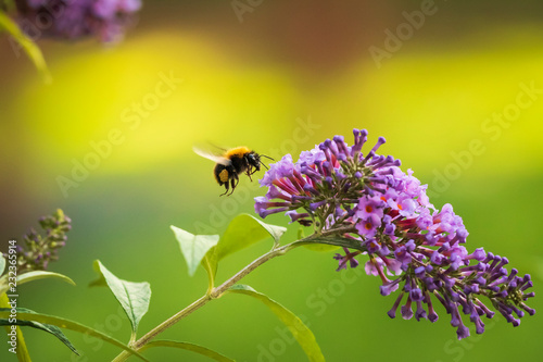 Common carder bee, Bombus pascuorum, pollination on purple butterflybush