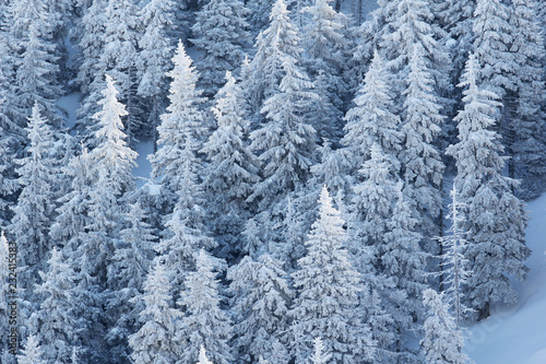 Fir trees forest full of snow in a superb winter mountain landscape