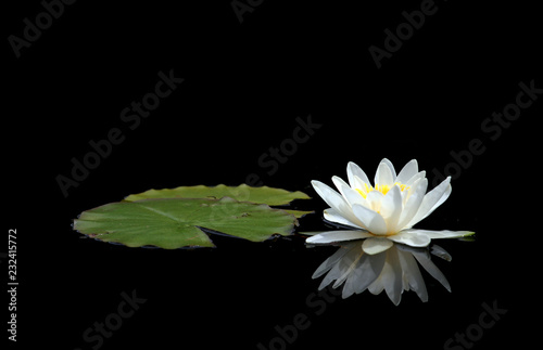 Waterlily