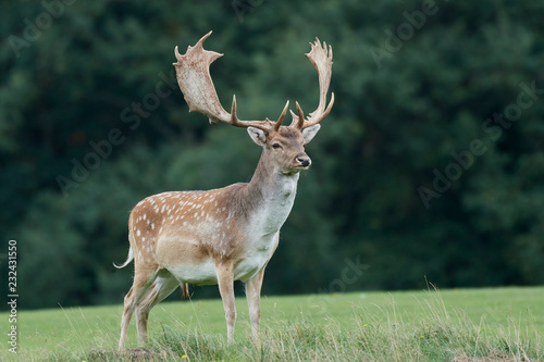 Fallow deer (Dama dama)