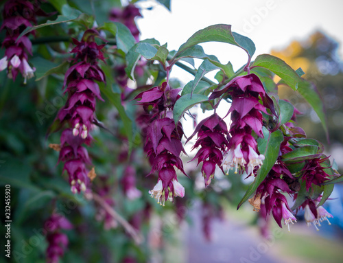 Leycesteria formosa foliage and flowers ( Himalayan honeysuckle, flowering nutmeg, Himalaya nutmeg or pheasant berry )