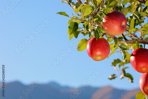 Apples of the Fuji variety in the apple orchard against the blue sky and mountains.