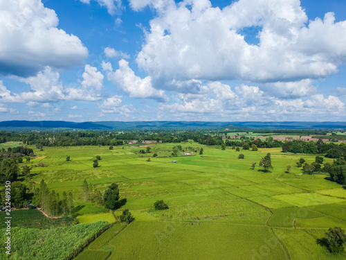 Aerial view green Rice paddy filed from above, farm and agricultural land at Kalasin in Thiland.