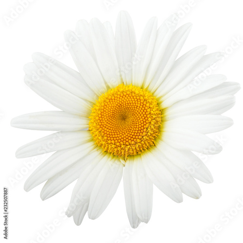 Chamomile flower composition isolated on white background as package design element