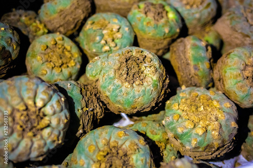 Peyote harvest cactus with mescaline inside it