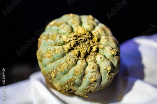 Peyote harvest cactus with mescaline inside it
