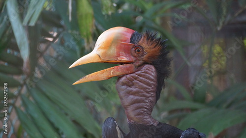 The helmeted hornbill is a very large bird in the hornbill family. It is found on the Malay Peninsula, Sumatra and Borneo. The casque accounts for some 11% of its 3 kg weight