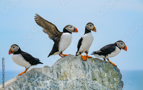 Atlantic Puffins, Machias Seal Island 