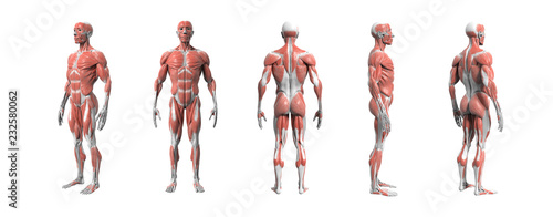 Human anatomy muscular system 3d rendering with Clipping path.