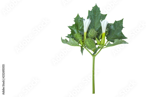 datura stramonium with leaves, fruit and flowers Isolated on white background.