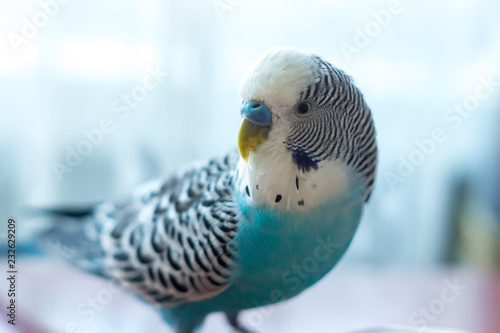 Male budgerigar on a table