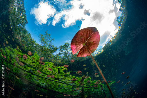 underwater gardens and water plants in cenotes cave diving in Mexico