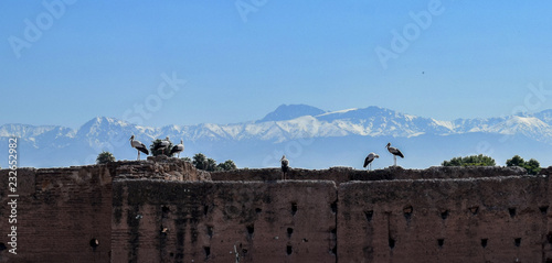 Bociany w Marakeszu z widokiem na góry Atlas