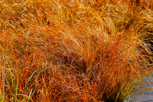 Carex testacea Prairie Fire / ornamental grass