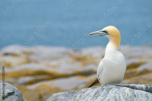 Northern Gannet, Machias Seal Island