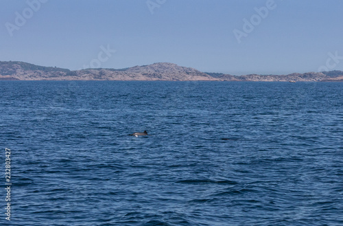 Baltic whales in open sea. Harbour porpoise in natural environment