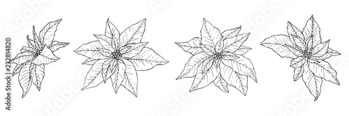 Set of beautiful hand drawn poinsettias in lineart stile.