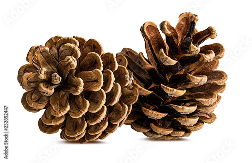 Brown pine cone on white background with clipping pass