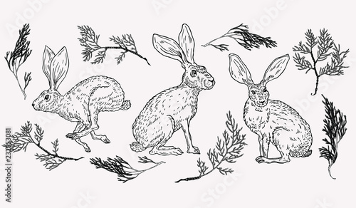 Hand drawn hare illustration with evergreen plant on background in vintage style.