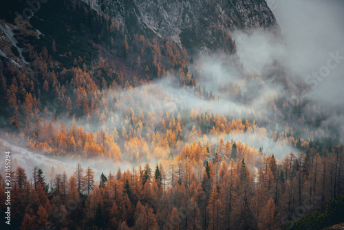 Mist in autumn orange forest. Alps mountains