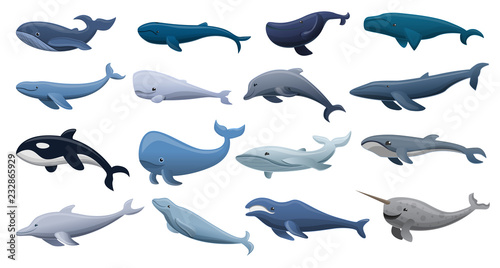 Whale icon set. Cartoon set of whale vector icons for web design