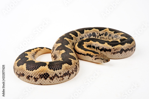 Gefleckte Sandboa (Gongylophis conicus) - rough-scaled sand boa