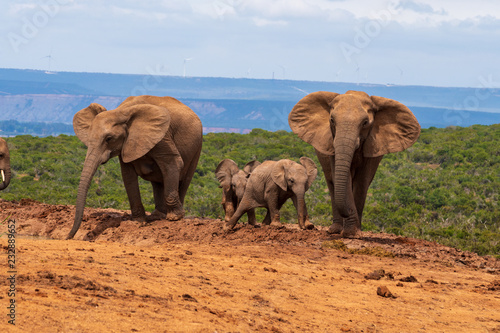 Elephant in the Addo Elephant National Park