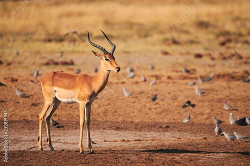 Beautiful impala male, Aepyceros melampus.