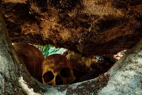 human remains bones and scull at a traditional cannibal site next to a ground oven