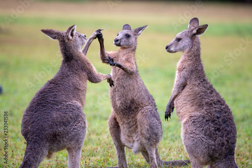 Eastern Grey Cangaroo