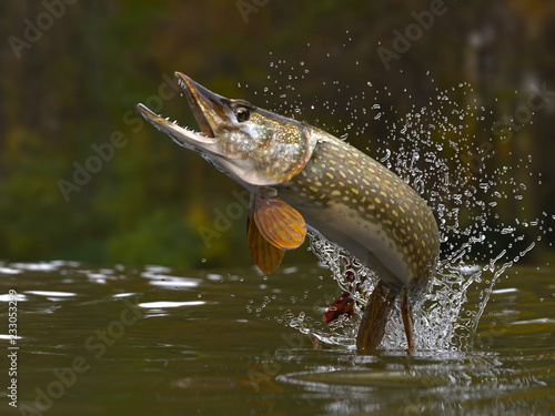 Northern pike fish jumping out of lake or river with splashes 3d render