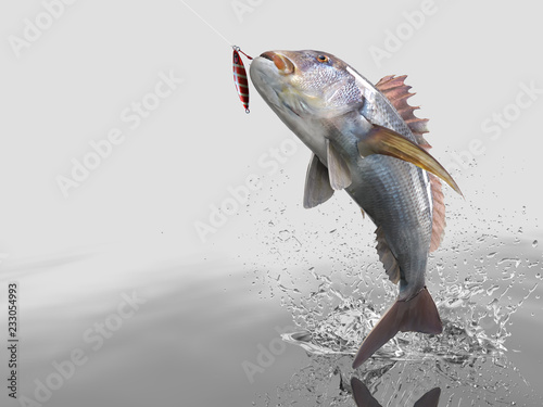 Dentex snapper fish in white background with splashes hooked by slow jigging inchiku 3d render