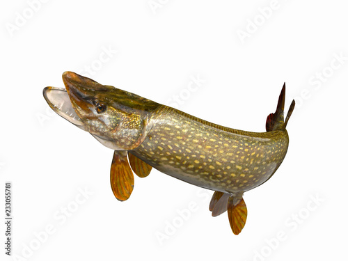 Northern pike fish with curved tail 3d render