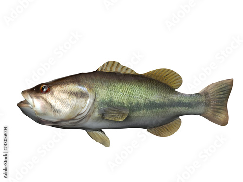 Side view of large-mouth slough bass fish 3d render