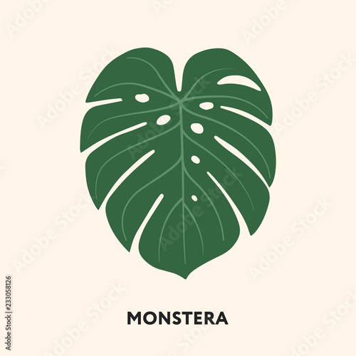 Monstera Tropical Jungle Plant Green Big Palm Leaf. Flat Vector Illustration Isolated on White.