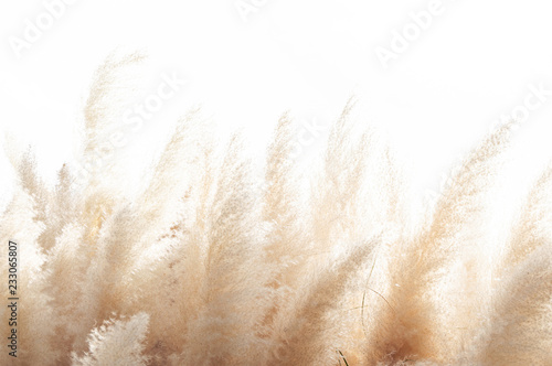 Abstract natural background of soft plants (Cortaderia selloana) moving in the wind. Bright and clear scene of plants similar to feather dusters.