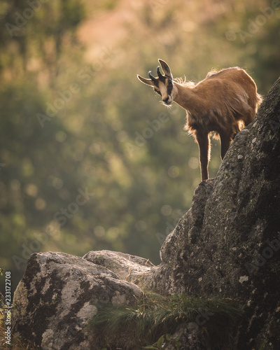 Chamois dans les rochers