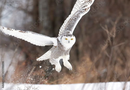 Snowy owl (Bubo scandiacus) taking off hunting over a snow covered field in Ottawa, Canada