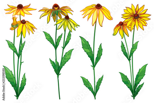 Vector set with outline Rudbeckia hirta or black-eyed Susan flower bunch, ornate green leaf and bud in yellow isolated on white background. Contour Rudbeckia flowers for summer design.