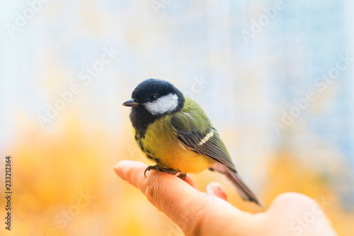 cute scared little bird tit is sitting in the palm of a person and is going to fly away to the spring sky on a sunny clear day