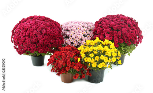 Beautiful chrysanthemum flowers in pots on white background