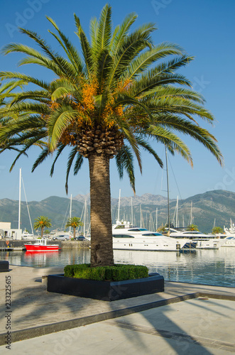 Large palm tree in port on background of white yachts, boats and mountains.