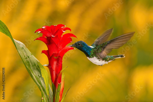 The hummingbird is soaring and drinking the nectar from the beautiful flower in the rain forest environment. Flying White-necked jacobin, florisuga mellivora mellivora with nice colorful background.