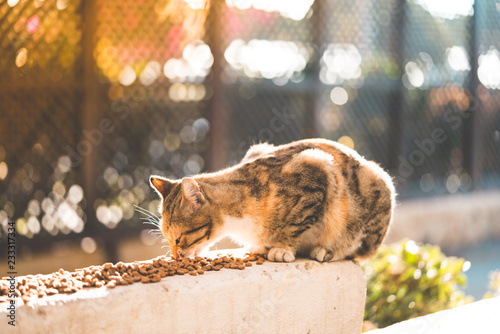 street cat eating food 