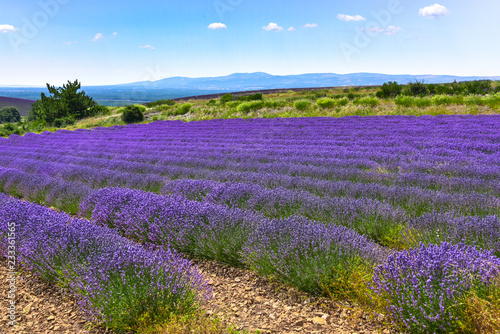 lavender fields and mountainscape, panorama near Ferrassières, Provence, France