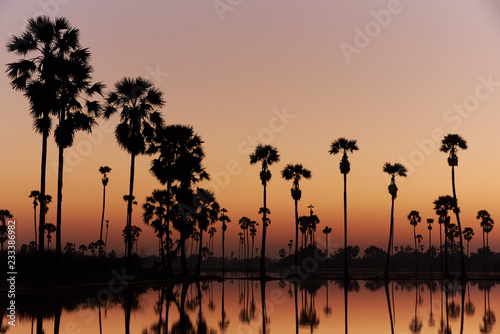 Beautiful sky before sunrise at sugar palm tree field