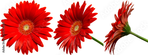 rote Gerbera Blüte Seitenansichten, freigestellt